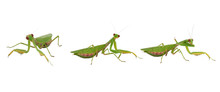 Three Green Mantis On A White Background, Insect In Different Poses