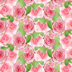 Fotomurales - Beautiful floral background of pink roses. Isolated