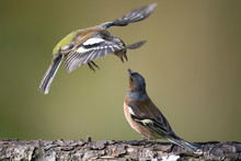Close-up Of Chaffinches Perching On Tree Trunk