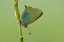 Close-up Of Green Hairstreak Butterfly On Plant