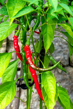 Close-up Of Chili Pepper Growing On Plant