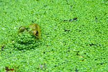 Close-up Of Frog Swimming In Pond