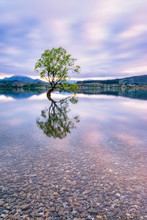 Lone Tree Of Lake Wanaka Against Cloudy Sky During Sunset, South Island, New Zealand