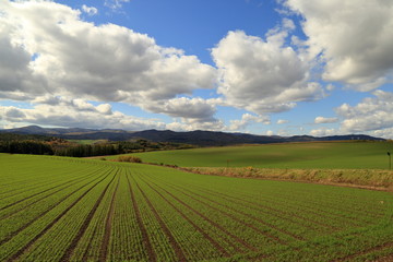 北海道 富良野市 秋の田園風景 ( Autumnal ruralscape at Furano City, Hokkaido, Japan )