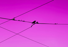 Urban Freedom Bird On Electrical Wire Lines, Simple Abstract Concept, Blackbird Resting On Wire Looking Toward The Future Sunset Sky