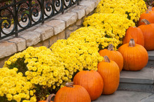 Pumpkins And Mums On Stairs Free Stock Photo - Public Domain Pictures