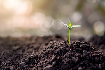 Wall Mural - Seedlings