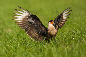 Wall Mural - A Crested Caracara sits on the ground with outstretched wings.