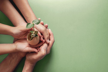 hands holding seedling in eggshells, montessori education , csr social responsibility, eco green sus