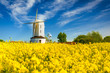 White Windmill in yellow rapeseed field