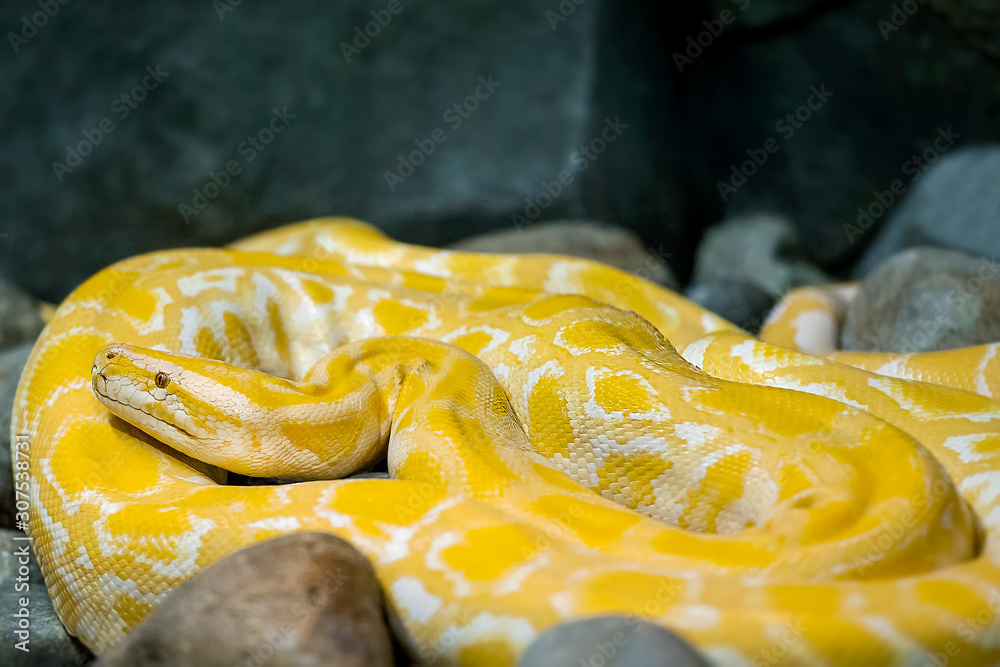 Close up of Big Python regius or Royal Python is a large non poisonous ...