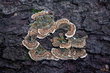 Orange And Brown Turkey Tail Mushrooms (Trametes Versicolor) Growing On A Tree Log