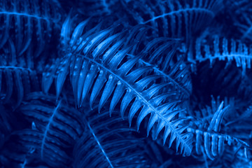  Blue fern leaves on dark background. Color of year 2020.