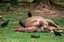 Camel Lying Down Trying To Sleep And The Vultures Wanting To Eat Him.