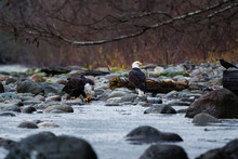 Close-up Of Bald Eagles Eating Salmon Next To The River While Raining On Cloudy Day