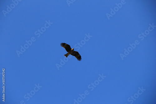 青空を飛ぶ鳥 猛禽類 Stock Photo Adobe Stock