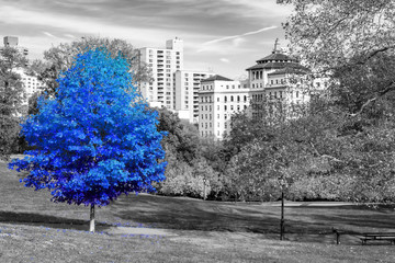 Wall Mural - Blue tree in a black and white landscape scene in Central Park, New York City