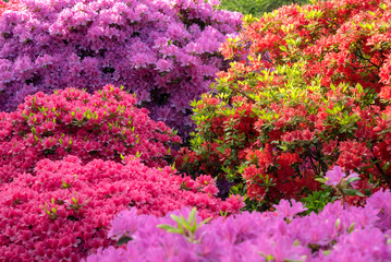 Wall Mural - Colorful azalea flowers background　色とりどりのツツジの花 背景