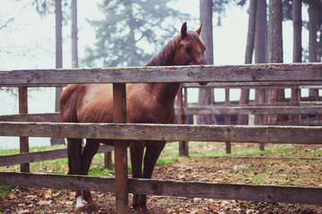 Canvas Print - Behind a good fence