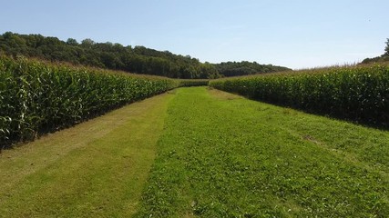 Wall Mural - Flying Through Cornfield