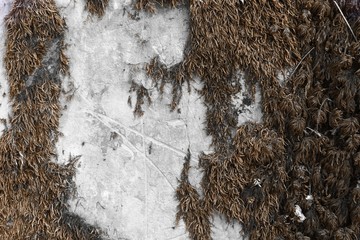 orange design grungy lichen on castle wall texture - nice abstract photo background