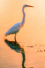 Vertical Shot Of A Great Egret And Its Reflection In The Water Captured In The Sunset