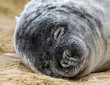 Sleeping Seal Pup