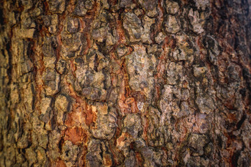 old wood texture