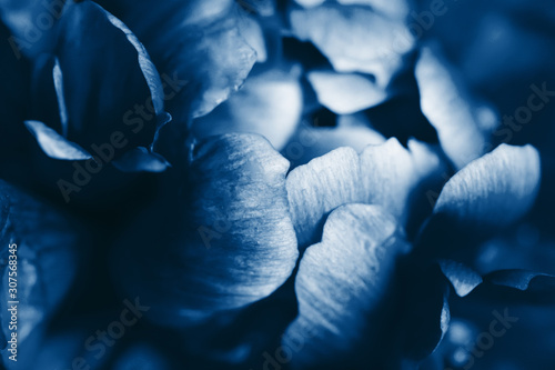 Closeup view of peony flower toned in blue color.