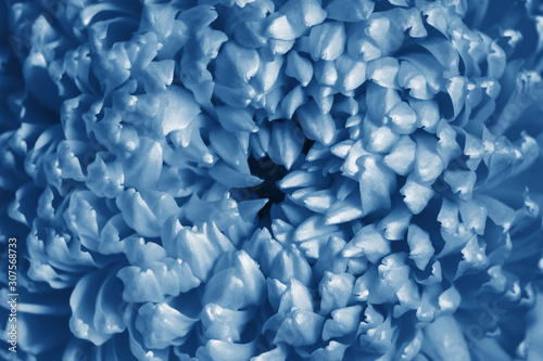 Closeup view of chysanthemum flower toned in blue color. Trendy background.
