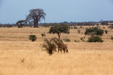 Fototapeta  - Giraffe (Giraffa)