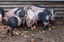 Saddleback Piglets Feeding On Food Scraps In A Pigsty