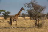 Fototapeta Sawanna - Giraffe (Giraffa)