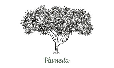 Plumeria or Frangipani tree. Beautiful tropical tree isolated on a white background. Black outline drawn by hand with a pen and converted to vector. Botanical exotic design in vintage style.