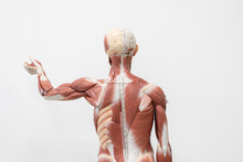 Study Of The Physiology Of The Model And The Parts Of The Human Model In The Laboratory.