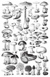 Mushroom and toadstool collection - vector vintage illustration from Petit Larousse Illustré 1914