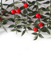 © saratm - Butcher's Broom branches with ripe red berries isolated on white background. Ruscus aculeatus bush on white