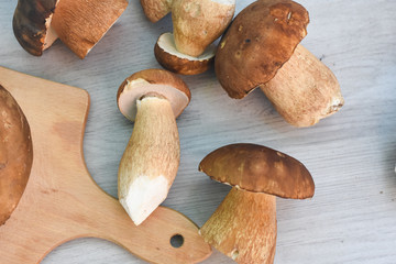 Mushroom boletus over wooden background. Gourmet food. Mushroom boletus edulis. Popular white Boletus mushrooms prepared for cooking