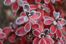 Frozen Azalea With Red Leaves The First Frosts, Cold Weather, Frozen Water, Frost And Hoarfrost. Macro Shot. Early Winter . Blurred Background.