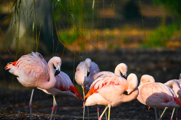 Poster - Flamants roses