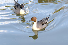 Northern Pintail In Water