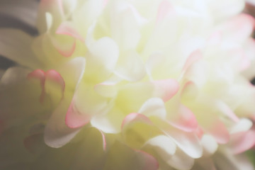 Wall Mural - Beautiful abstract color pink and white flowers background and pink flower frame and white and pink leaves texture background 