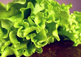 lettuce with water drops closeup