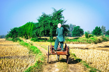 A Man Is Standing On The Wooden Buggy And Running To It's Agriculture Fields To Work On A Gravel Road And Green Side Of It 
