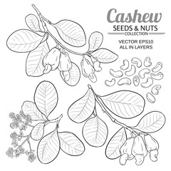 Sticker - cashew vector set