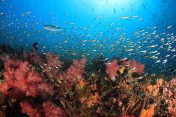 Underwater coral reef 