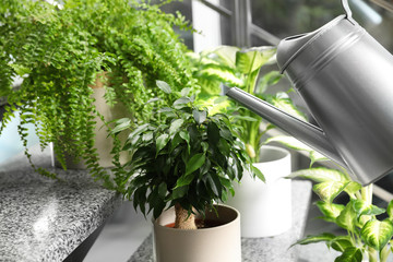 Watering Ficus benjamina on stairs. Home plant