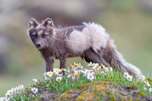 Arctic Fox (Vulpes Lagopus Fuliginosus)