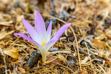 Wall Mural - Detail of the beautiful flower merendera montana, Colchicum montanum, endemic to the Iberian Peninsula in Spain and France, grows in the high mountain meadows in summer.