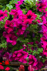 Wall Mural - Group of pink petunia flower in the garden.